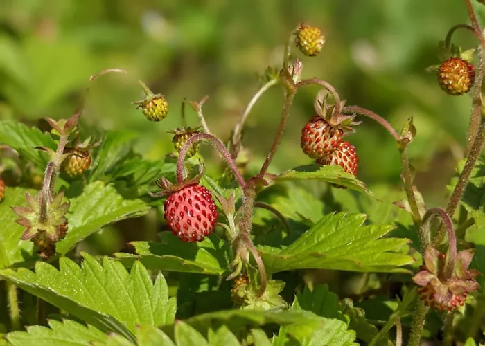 Apartment Muehl - Familienfreundlich, 2 Schlafzimmer, Grosses Grundstueck, Erzgebirge